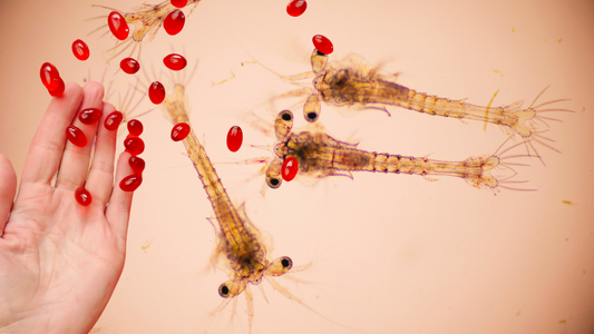 Who Should Not Take Krill Oil
